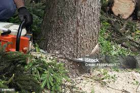 Best Tree Trimming and Pruning  in New Town, ND