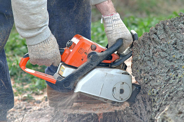 Best Root Management and Removal  in New Town, ND